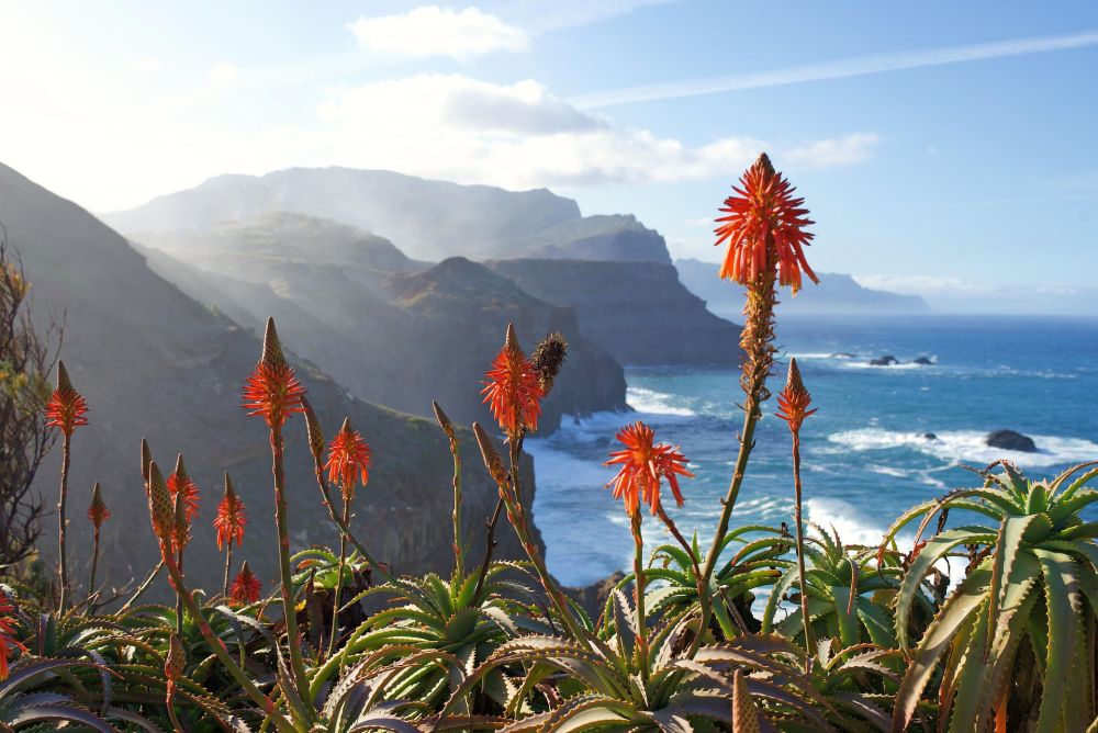 Bloemen op Madeira - Aloë Arborescens