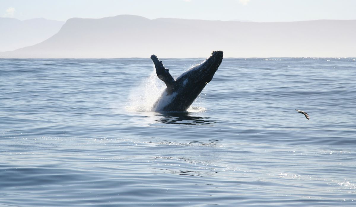 walvis springt uit water