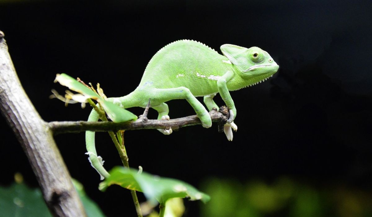 Kameleon